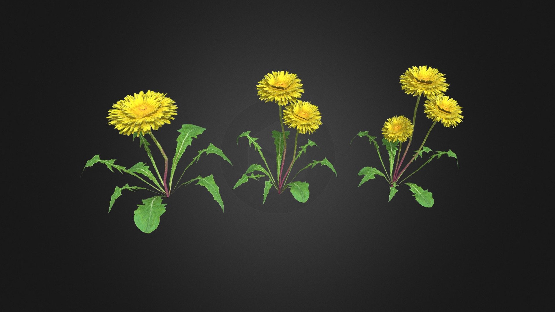 Simple dandelion blossom flower for decorate your scene or game project.
(game ready asset)

Rev 1.2 (Fixed petals mesh misalign, corrected the stam color variation.)

Tris: (model1 636, model2 1.052, model3 1.468)




Textures 2k

PBR Material.

Opacity grayscale (PNG)

No internal or hidden geometry.

Hand painted.

Free for use on any personal or commercial project.

If you need a personal customization please let me know in the comments.
Don't forget to check out our other uploads.

You can support our work purchasing one of our items.
Link in the bio 3d model
