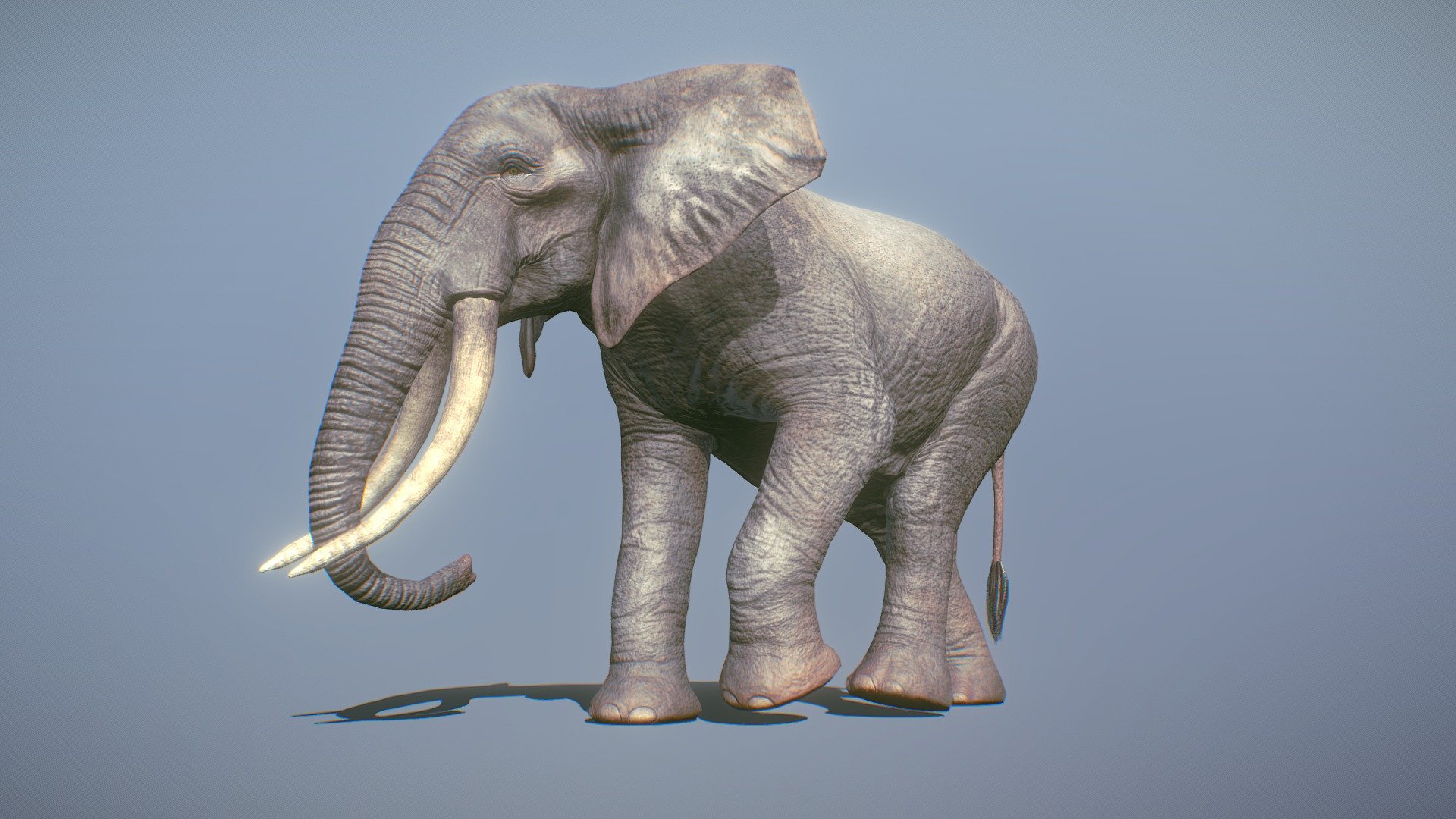 Quick example of using Blend Shapes and Scaling bones to change the same mesh from baby to adult - Elephant Baby To Adult - 3D model by Malbers Animations (@malbers.shark87) 3d model