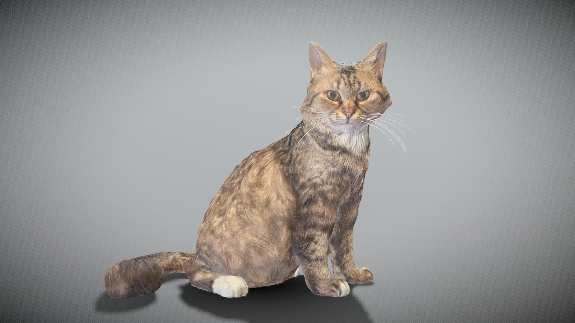 This is a true sized and highly detailed model of a young charming fluffy cat. It will add life and coziness to any architectural visualisation of houses, playgrounds, parques, urban landscapes, etc.

The product is ready both for immediate use in architectural visualisations, or further render and detailed sculpting in Zbrush.

Technical specifications:




digital double 3d scan model

150k &amp; 30k triangles | double triangulated

high-poly model (.ztl tool with 4-5 subdivisions) clean and retopologized automatically via ZRemesher

sufficiently clean

PBR textures 8K resolution: Diffuse, Normal, Specular maps

non-overlapping UV map

no extra plugins are required for this model

Download package includes a Cinema 4D project file with Redshift shader, OBJ, FBX, STL files, which are applicable for 3ds Max, Maya, Unreal Engine, Unity, Blender, etc. All the textures you will find in the “Tex” folder, included into the main archive.

3D EVERYTHING

Stand with Ukraine! - Fluffy cat 28 - Buy Royalty Free 3D model by deep3dstudio 3d model