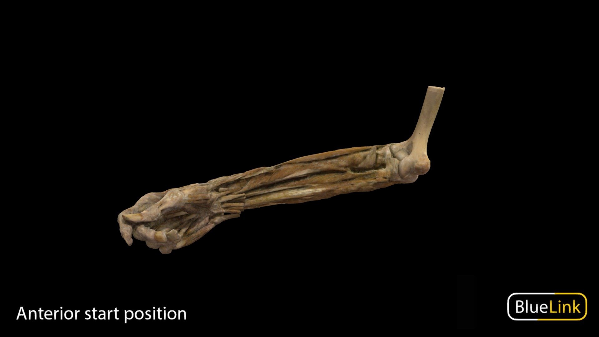 3D scan of the middle compartment of the right arm

Captured with Einscan Pro

Captured and edited by: Will Gribbin

Copyright2019 BK Alsup &amp; GM Fox

ID 29158-U06 - Right Arm Middle Compartment - 3D model by Bluelink Anatomy - University of Michigan (@bluelinkanatomy) 3d model