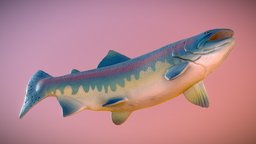 Salmon toy fish, fishing, ocean, spawn, atlantic, rubber, swim, swimming, salmo, fins, freshwater, hatched, healthy, fishery, low-poly, lowpoly, poly, ray-finned, upstream