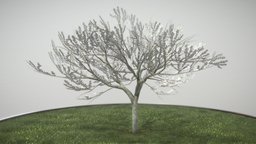 Plum Tree 8m Spring tree, plant, garden, baum, spring, nature, game-ready, blender-3d, plum, vis-all-3d, fruehling, plumtree, 3dhaupt, software-service-john-gmbh, low-poly, lowpoly, leaves