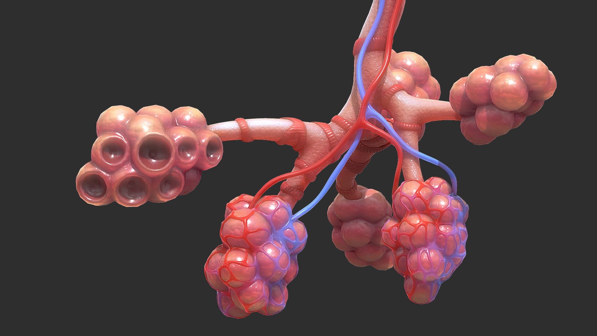 Originally modeled in Cinema 4D R 21 + Zbrush 2020



Maps for Realistic Human Bronchi Alveoli Anatomy




BaseColor

Metallic

Roughness

Normal

Ambient Occlusion



SCALE:
- Model at world center and real scale:
       Metric in centimeter
       1 unit = 1 centimeter



Texture resolution 4096x4096
Texture format PNG



Poly Count :
Polygon Count - 68850
Vertex Count - 34035
No N-Gons - Bronchi Alveoli - Buy Royalty Free 3D model by zames1992 3d model