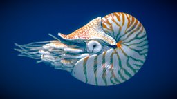 Chambered Nautilus ocean, aquarium, aquatic, water, aqua, nautilus, chambered, mollusca, nacre, oceanlife, cephalopoda, seaanimal, sea, nautilida, pearly, coleoidea, seaanimals, nautilidae, pompilius, belauensis