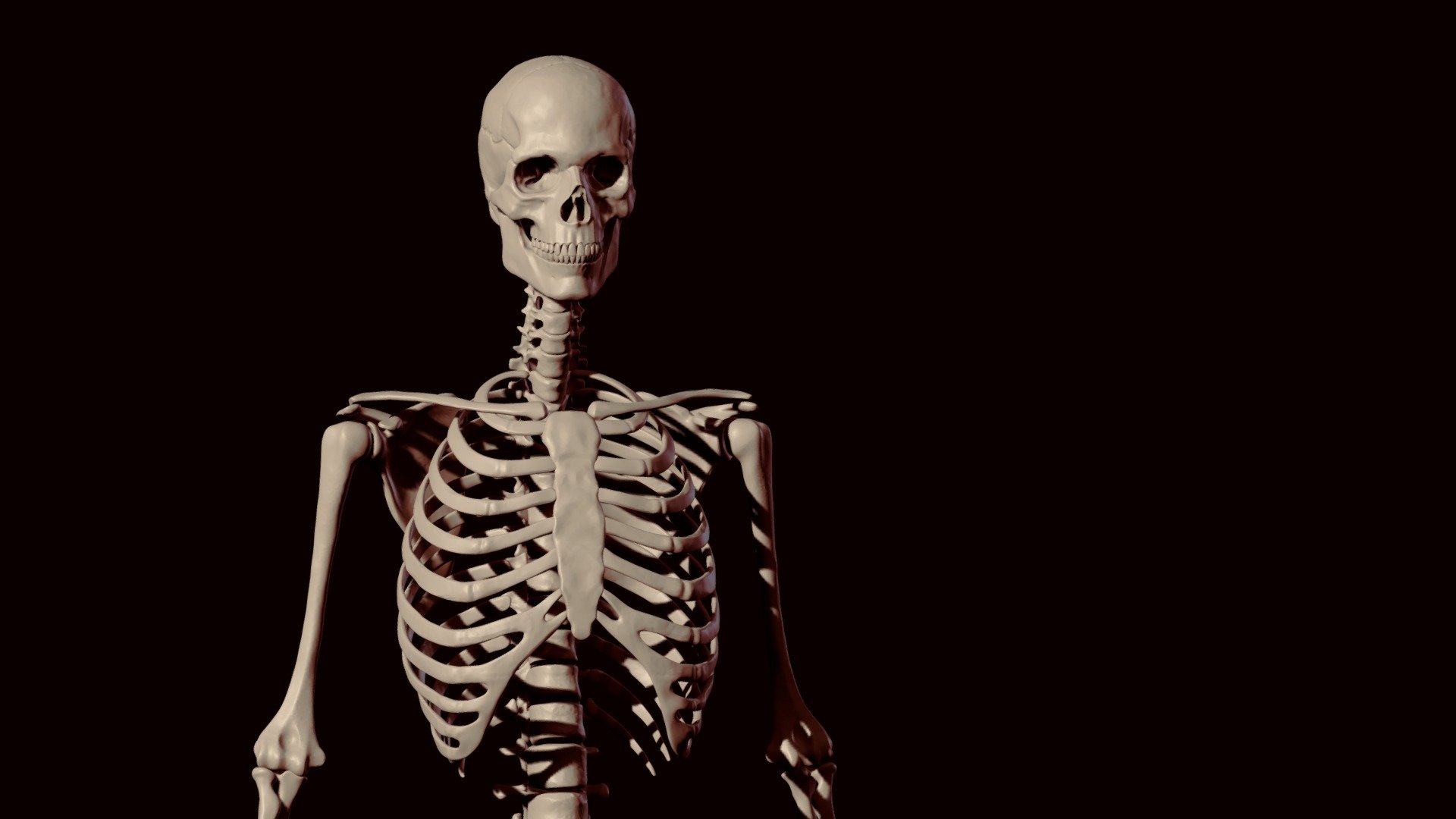 Skeleton - 3D model by thilue 3d model
