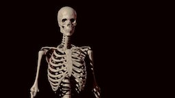 Skeleton anatomy, zbrush-sculpt, zbrush
