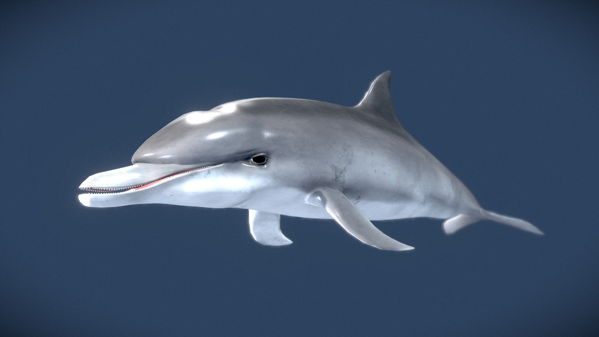 Simple textured but unrigged model of a Bottlenose dolphin with a medium Polycount 3d model