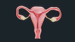Female Reproductive System body, cross, anatomy, biology, section, science, medicine, woman, sperm, reproductive, ovary, ovaries, fallopian, cervix, follicle, follicles, female, medical, human