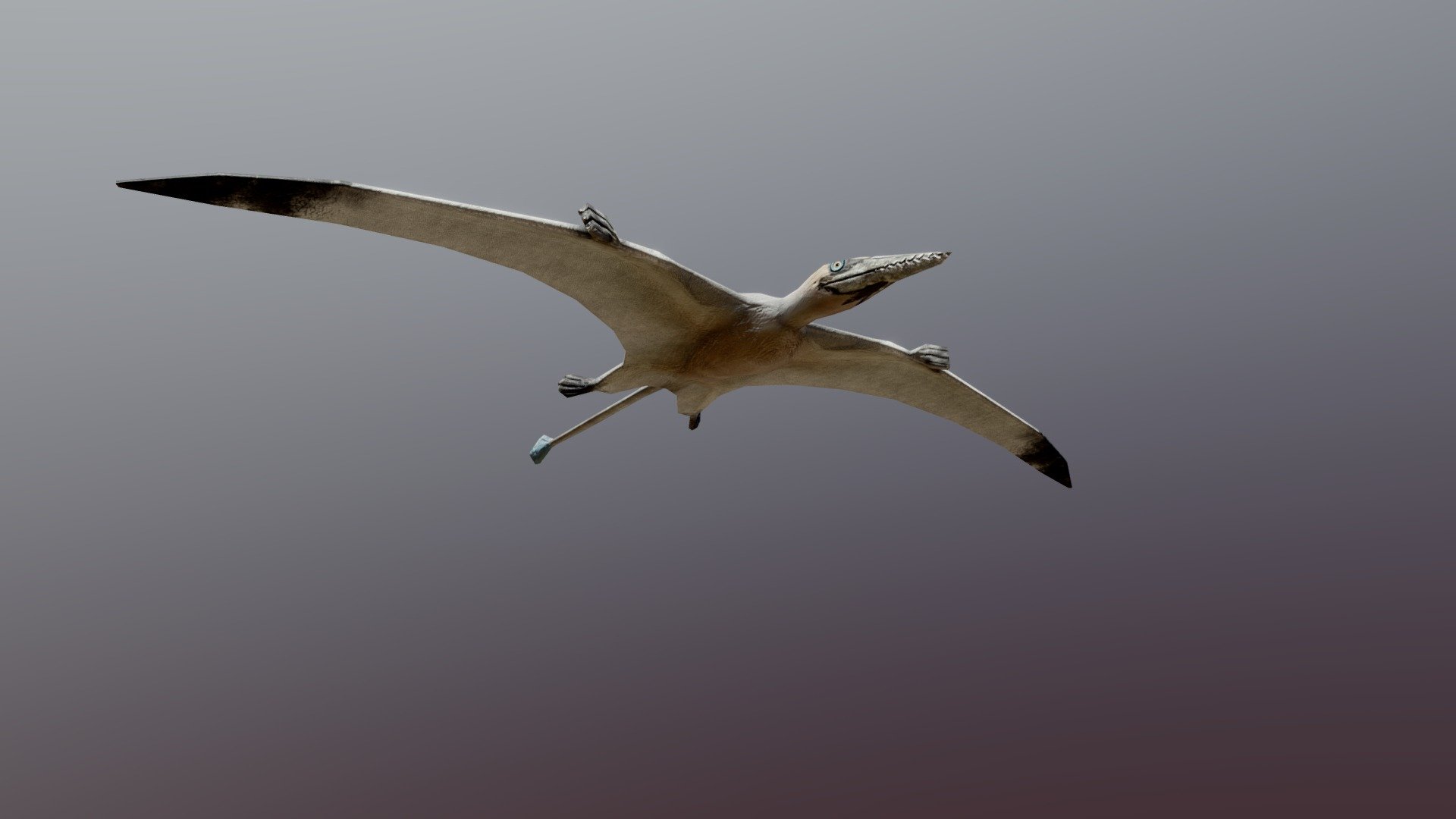 Gliding animation for a nice lightweight rhamphorhyncus model, a Jurassic pterosaur that ate fish, squid, etc. Gave it a gannet-inspired colorscheme in Substance Painter.

The gliding animation is the only one that comes with this model. The skeleton is very basic, and may require new skinning or rigging to try to do any more ambitious movements- I modeled it in flight, I don't know if the geometry will support it landing and walking without some bad clipping. But, if you just want some gliding pterosaurs in the background, this could be perfect for you 3d model