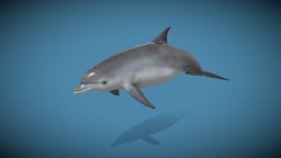 Dolphin dolphin, ocean, hipoly, substancepainter, game, gameasset, creature, animation, sea