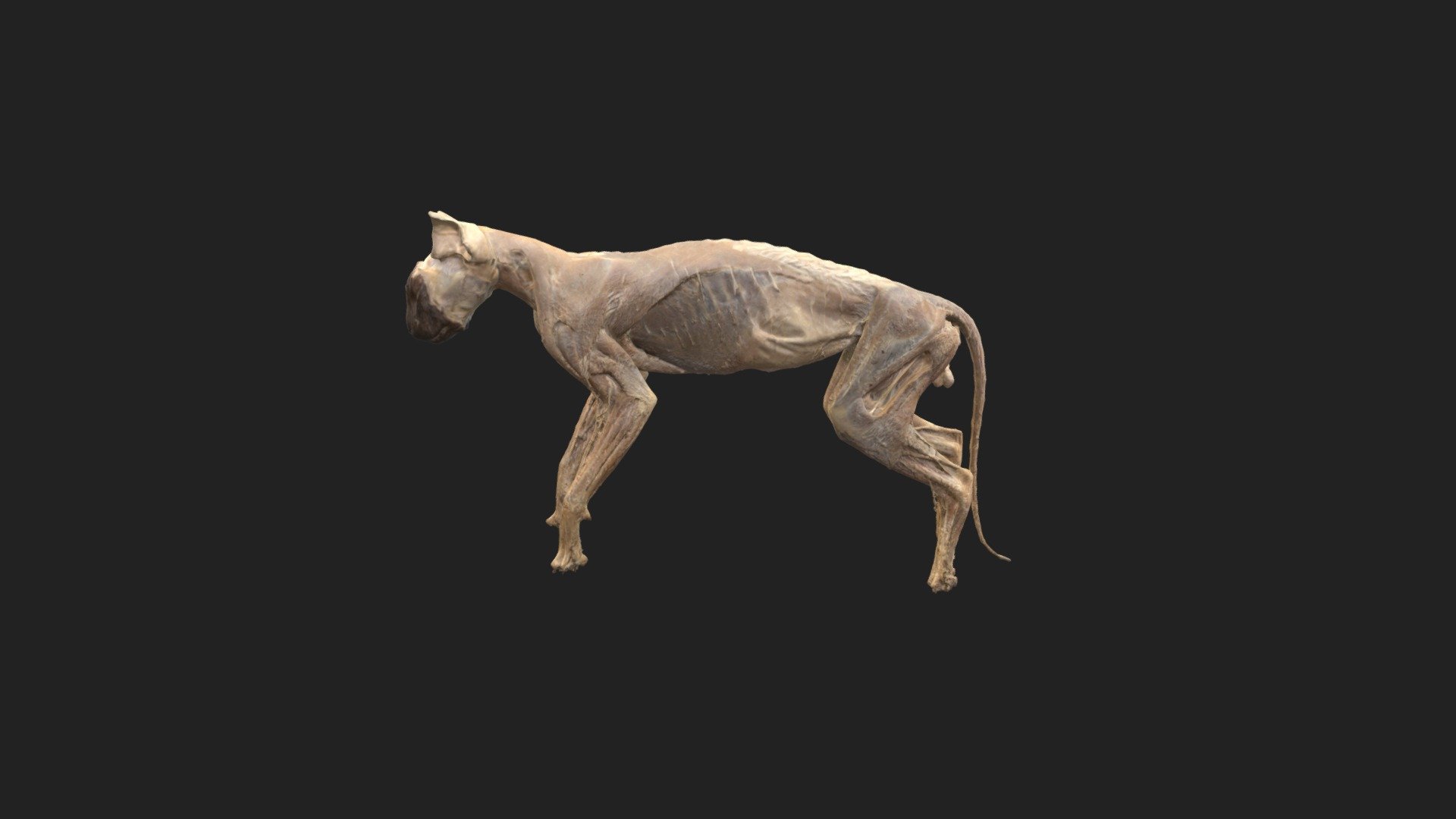 a complete presentation of a male cat

size of specimen: 426.2 x 263.6 x 89mm

3D scanning performed with the structured light scanners  &ldquo;Artec Leo