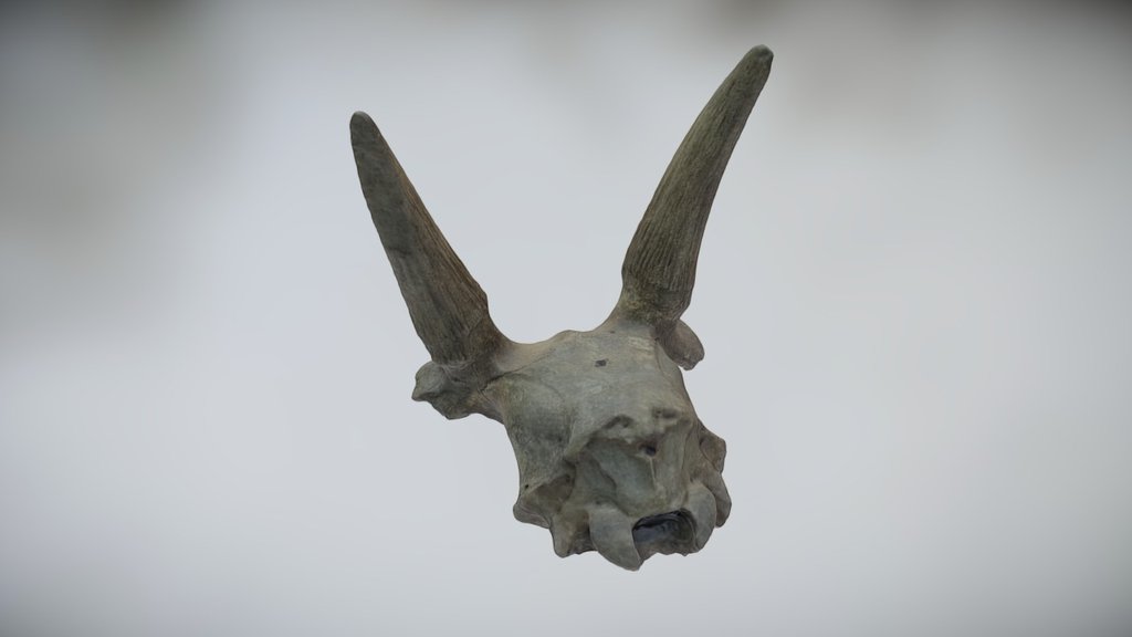 North-Eastern Federal University 
Institute of applied ecology of the North
The Lazarev Mammonth museum

Semyon Grigoriev - Director, PhD - SAIGA SKULL - Download Free 3D model by geoscan_uav 3d model