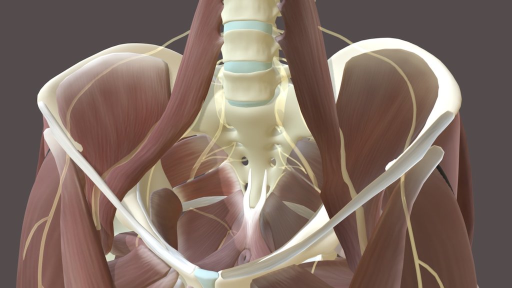 Pelvic & Upper Thigh Anatomy - 3D model by kfiebke 3d model