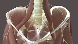 Pelvic & Upper Thigh Anatomy