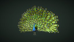 Day 30 of Sculpt January 2019: Pride virtual, birds, reality, medium, exotic, oculus, peacock, feathers, sculptjanuary, video, sculptjanuary2019, sculptjanuary19