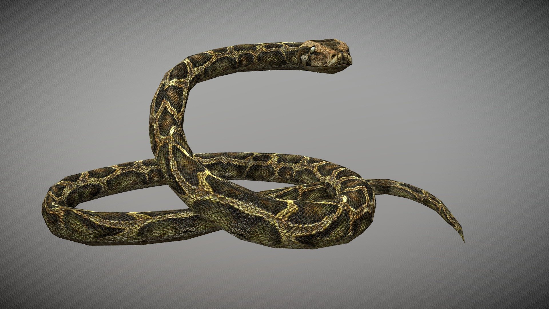 WATCH =
3D Anaconda Python Realistic Character


PACKAGE INCLUDE



High quality model, correctly scaled for an accurate representation of the original object

High Detailed Photorealistic Anaconda, completely UVmapped and smoothable

Model is built to real-world scale.

Many different format like blender, fbx, obj, iclone, dae

Separate Loopable Animations

Ready for animation

High Quality materials and textures

Triangles = 4252

Vertices = 2295

Edges = 6498

Faces = 4252


ANIMATIONS



Idle

Crowl

Crowl Fast

Swim

Attack

Defense

terrified

+Many different 3d Print Poses


NOTE



GIVE CREDIT BILAL CREATION PRODUCTION

SUBSCRIBE YOUTUBE CHANNEL = https://www.youtube.com/BilalCreation/playlists

FOLLOW OUR STORE = https://sketchfab.com/bilalcreation/models

LIKE AND GIVE FEEDBACK ON THE MODEL


CONTACT US                 =  https://sites.google.com/view/bilalcreation/contact-us

ORDER  DONATION   =  https://sites.google.com/view/bilalcreation/order - Anaconda Animated - Buy Royalty Free 3D model by Bilal Creation Production (@bilalcreation) 3d model