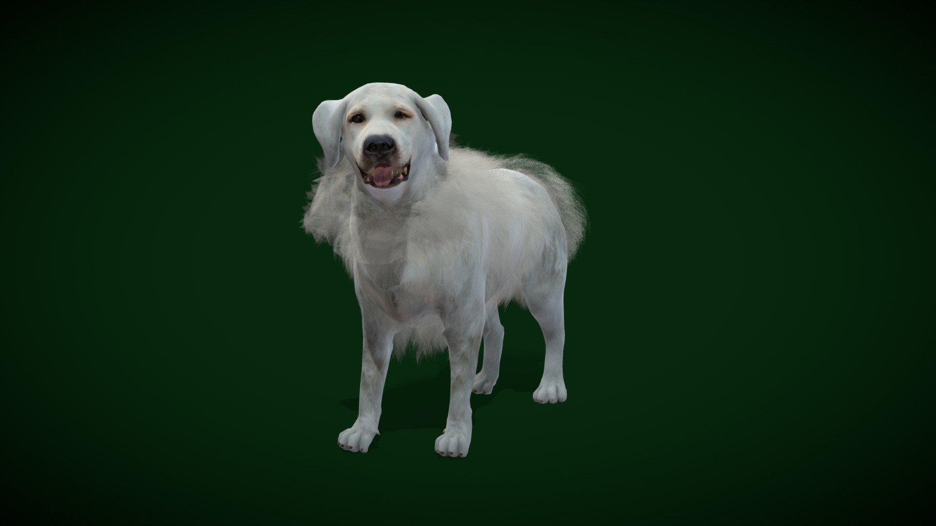 Great Pyrenees  Patou Dog( Pyrenean Mountain Dog or Chien de Montagne des Pyrénées ) French Breed ,Canine

Canis lupus familiaris Animal Mammal(livestock guardian dog) 

4 Draw Calls

Hair-cards

Game Ready Asset

Subdivision Surface Ready

9- Animations

4K PBR Textures Material

Unreal FBX (Unreal 4,5 Plus)

Unity FBX

Blend File 3.6.5 LTS

USDZ File (AR Ready). Real Scale Dimension (Xcode ,Reality Composer, Keynote Ready)

Textures Files

GLB File (Unreal 5.1 Plus Native Support)


Gltf File ( Spark AR, Lens Studio(SnapChat) , Effector(Tiktok) , Spline, Play Canvas,Omiverse 




Triangles -43137 



Faces -42687

Edges -82255

Vertices -45564

Diffuse, Metallic, Roughness , Normal Map ,Specular Map,AO

The Pyrenean Mountain Dog or Chien de Montagne des Pyrénées is a French breed of livestock guardian dog; in France it is commonly called the Patou.
 - Great Pyrenees Patou Dog (GameReady) - Buy Royalty Free 3D model by Nyilonelycompany 3d model