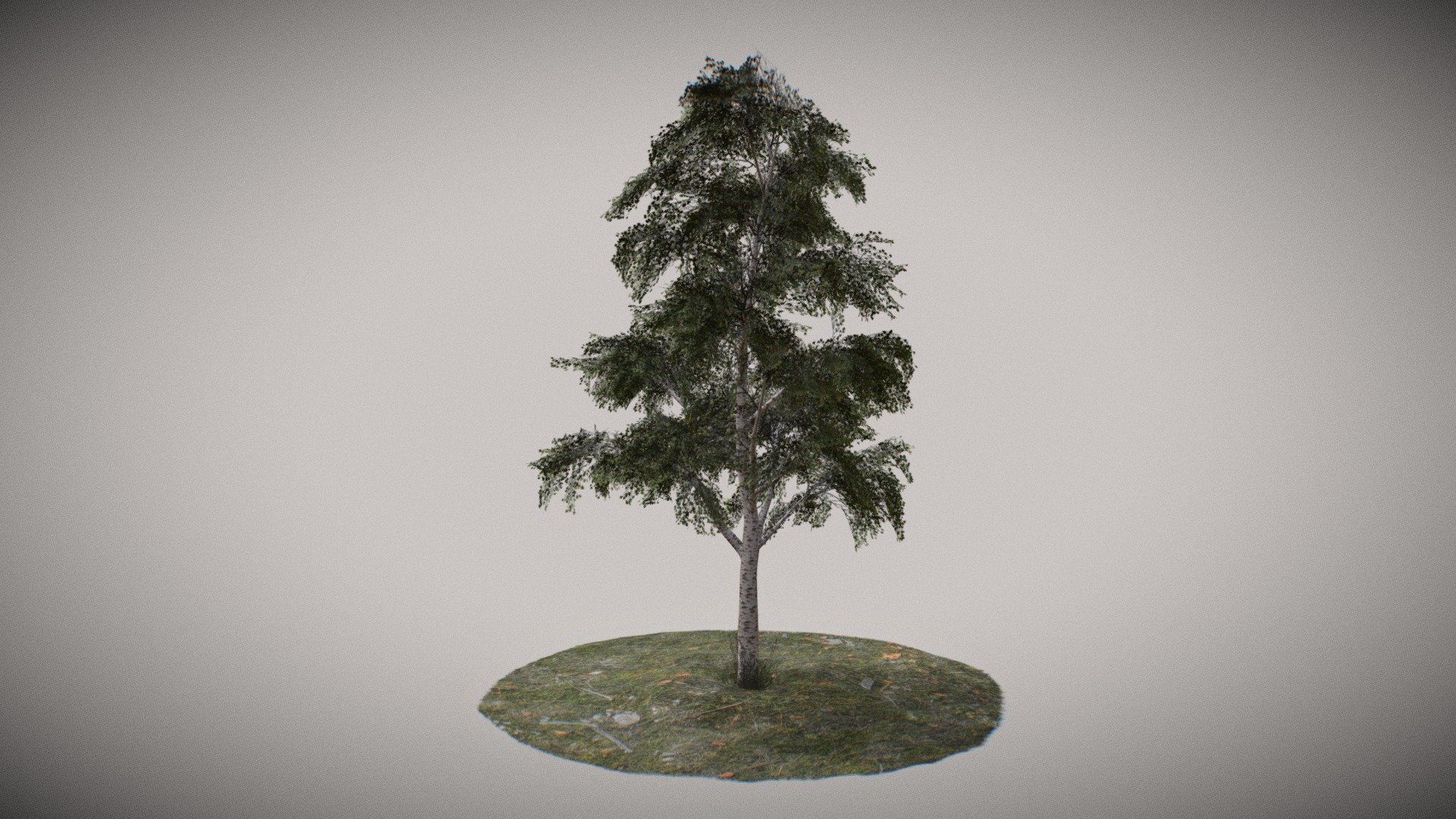 Tree birch LP - 3D model by Tony (@TonySv) 3d model