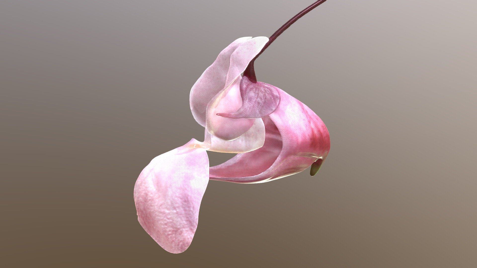 quick model done within the #3december2022challenge Flower. Not accurate, it's missing the pistil and pollen, but I wanted just to make one. maybe adding those tomorrow - Himalayan balsam flower - 3D model by Mieke Roth (@miekeroth) 3d model