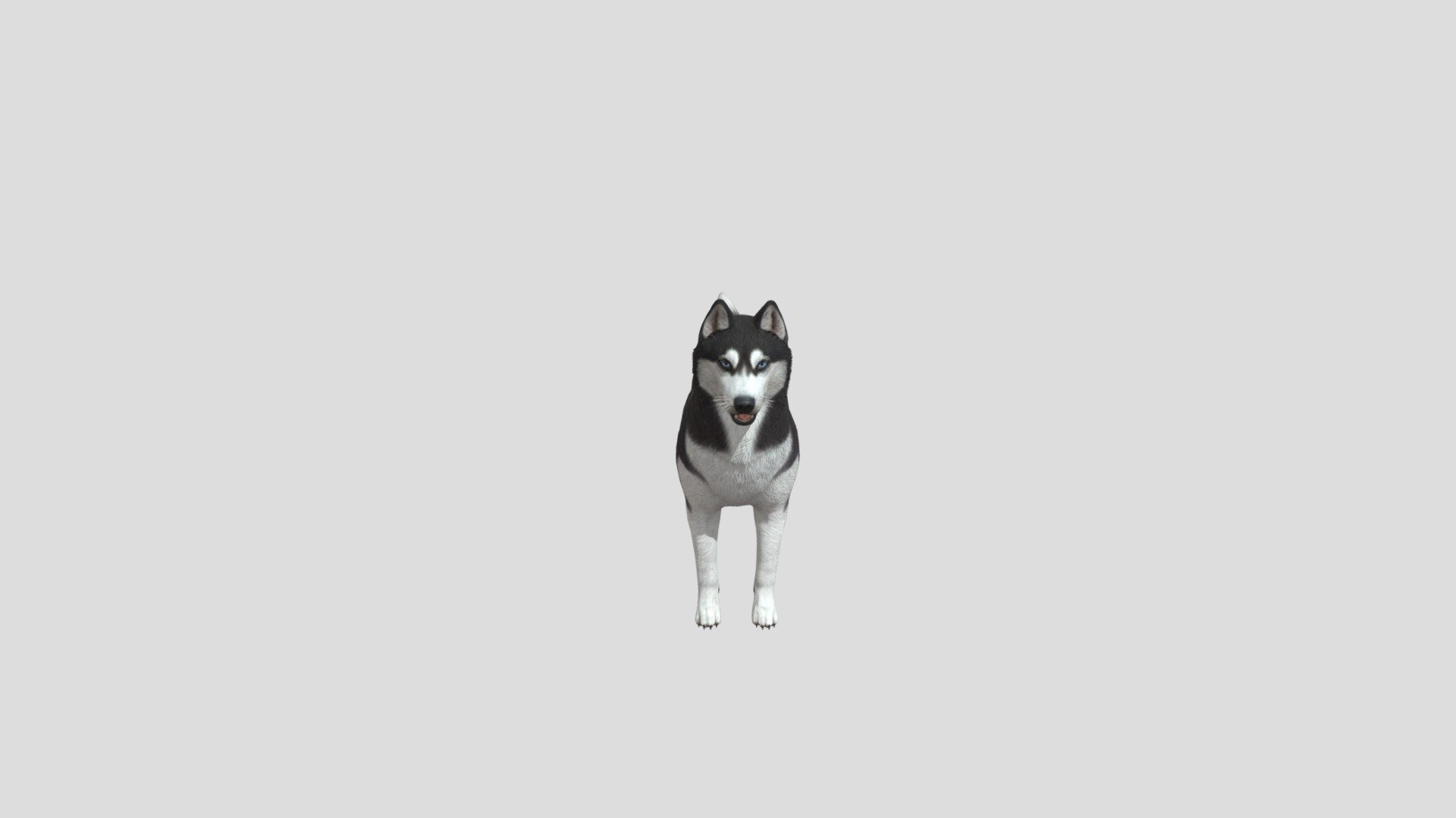 Dog husky realistic animal animated pets - Dog husky - Buy Royalty Free 3D model by Phil3D (@philosophie) 3d model