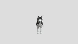 Dog husky dog, realistic, pets, husky, animal, animated, rigged