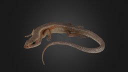 Lizard: Bolton Museum Collection lizard, taxidermy, natural-history-specimens, natural-history, north-west-photogrammetry-hub, photogrammetry-hub, museums-of-the-north-west, bolton-museum