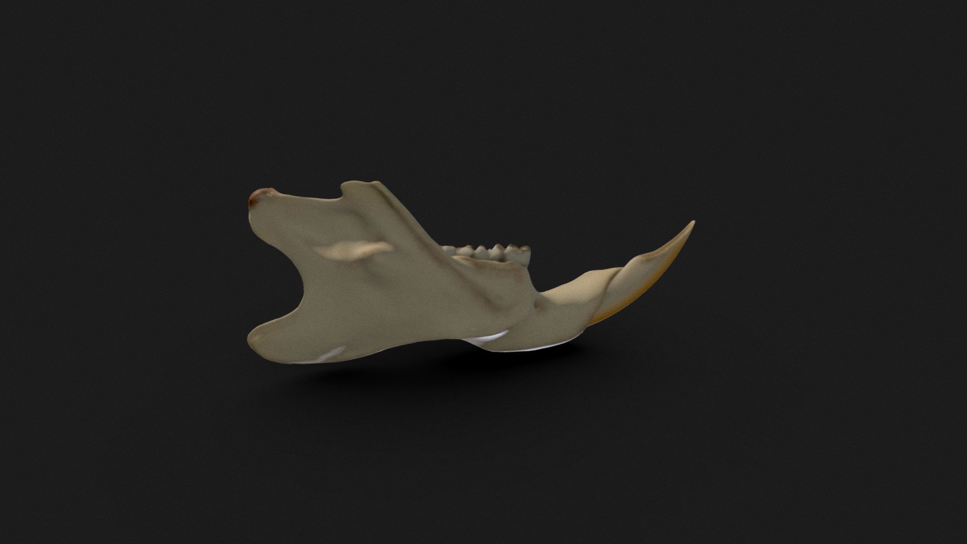 Rat jaw - 3D model by Mieke Roth (@miekeroth) 3d model