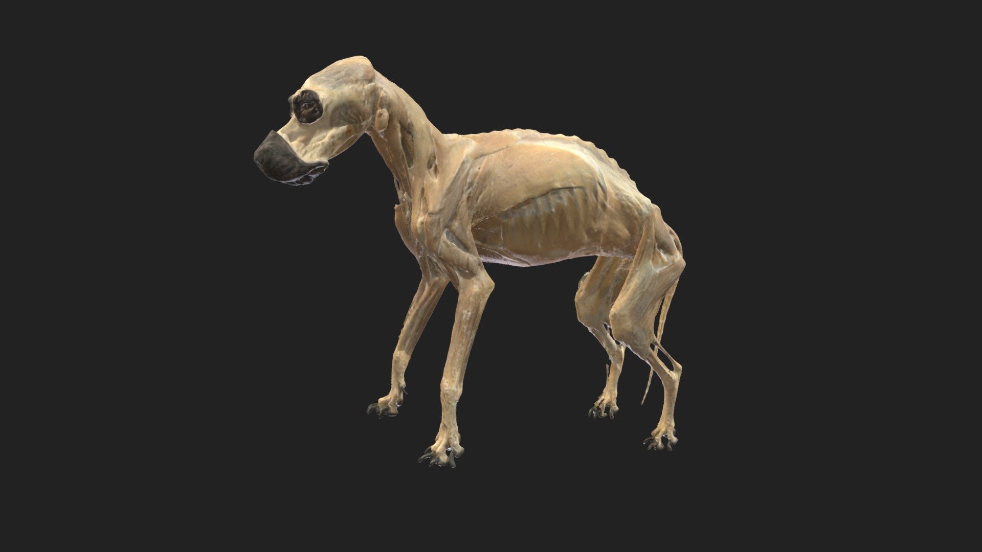 a complete presentation of a dog

size of specimen: 719.9 x 443.2 x 131mm

3D scanning performed with the structured light scanners &ldquo;Artec Leo