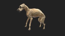 standing dog dog, topography, hund, veterinary_anatomy, topographic_anatomy