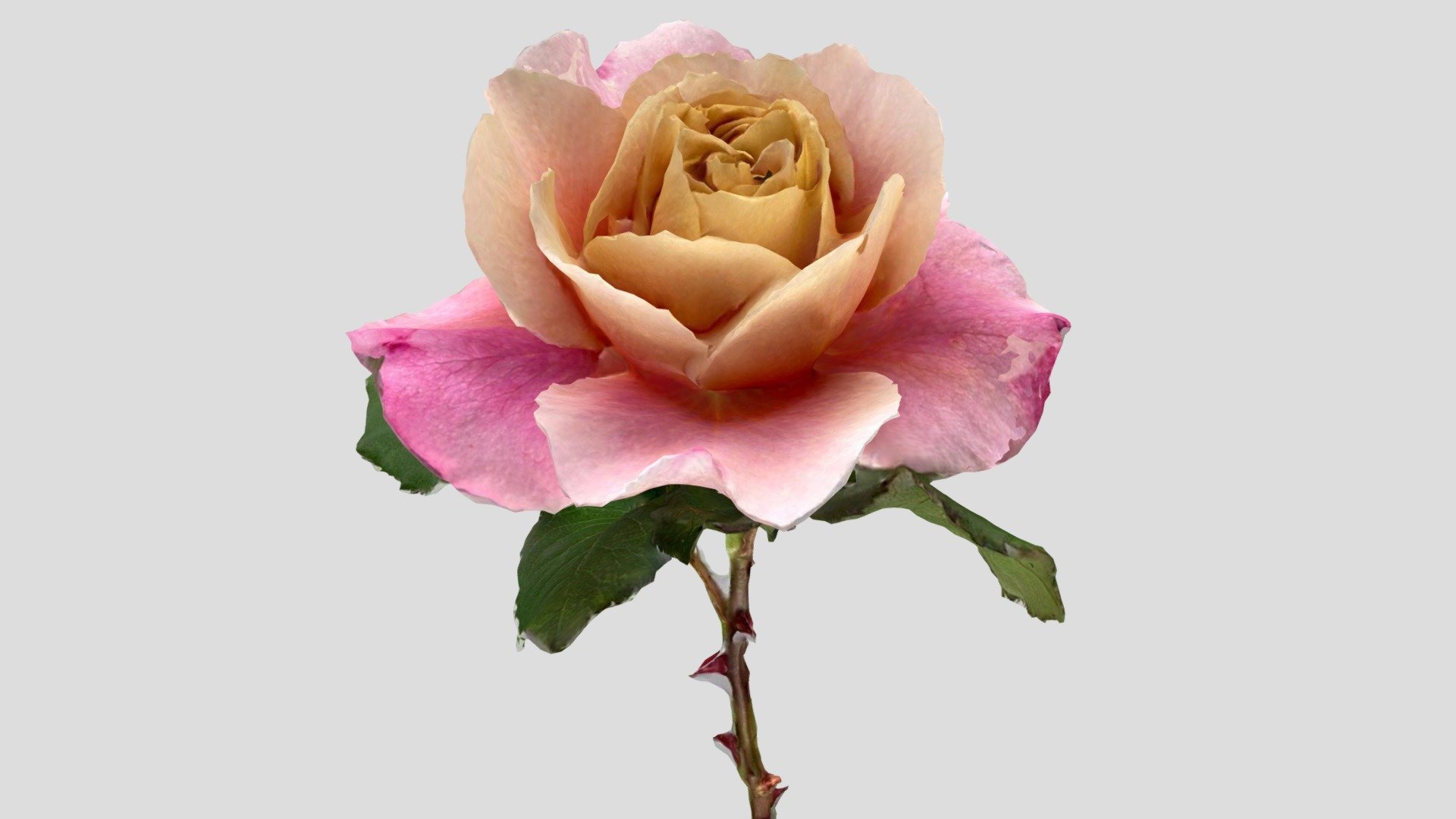 I did a 3D scan of a rose blooming in my garden.The name of the rose is Distant Drums.As the flowers open, the color changes from pink to orange to purple.
I scanned it with WIDAR app 3d model