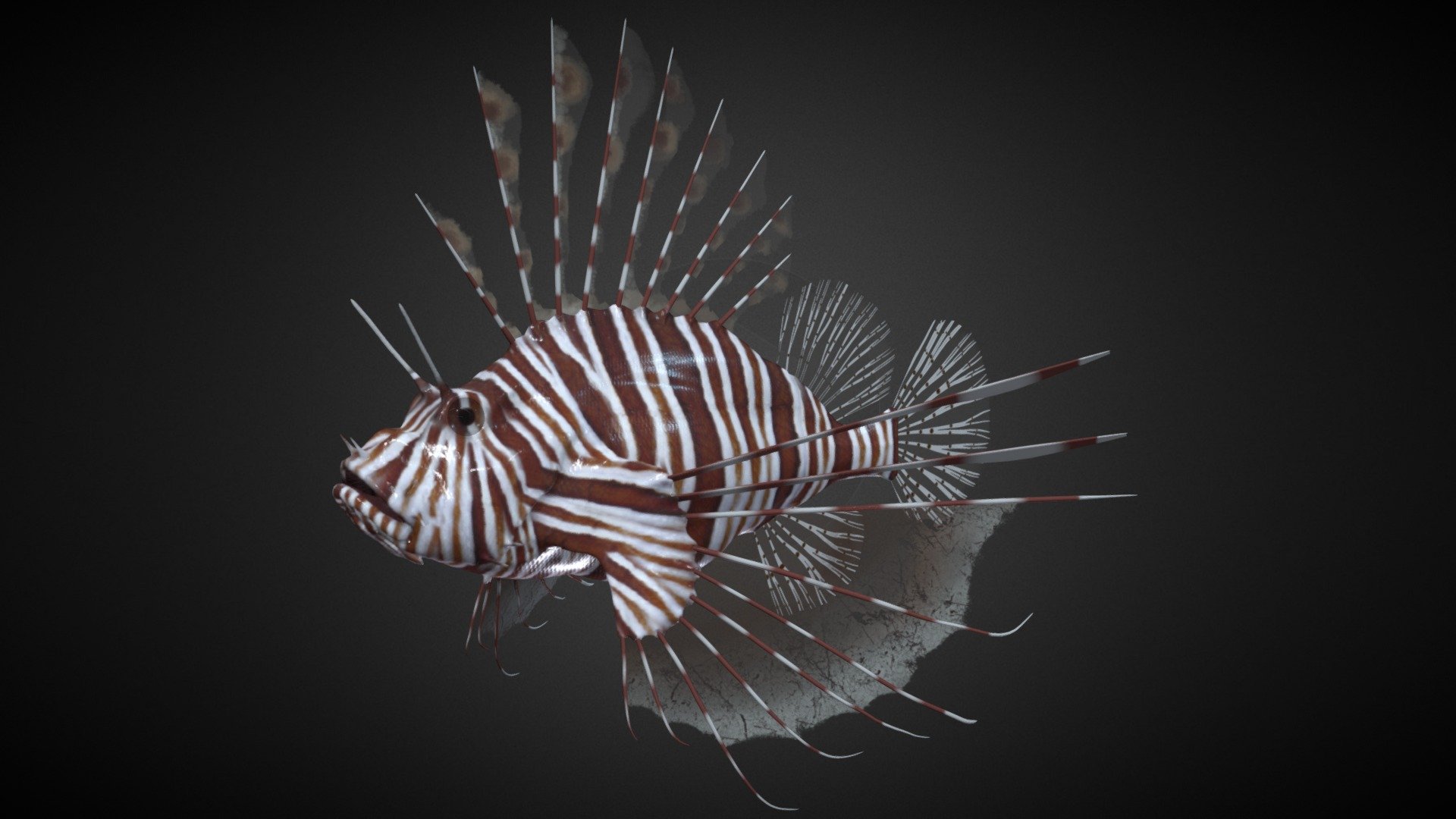 Lionfish model made to resemble the Red Lionfish, a beautiful but dangerous invasive species in the waters of the east coast United States - Lionfish - Buy Royalty Free 3D model by Dusty Langeberg (@dlangeberg) 3d model