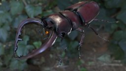 Prosopocoilus inclinatus beetle, stagbeetle, unity, unity3d