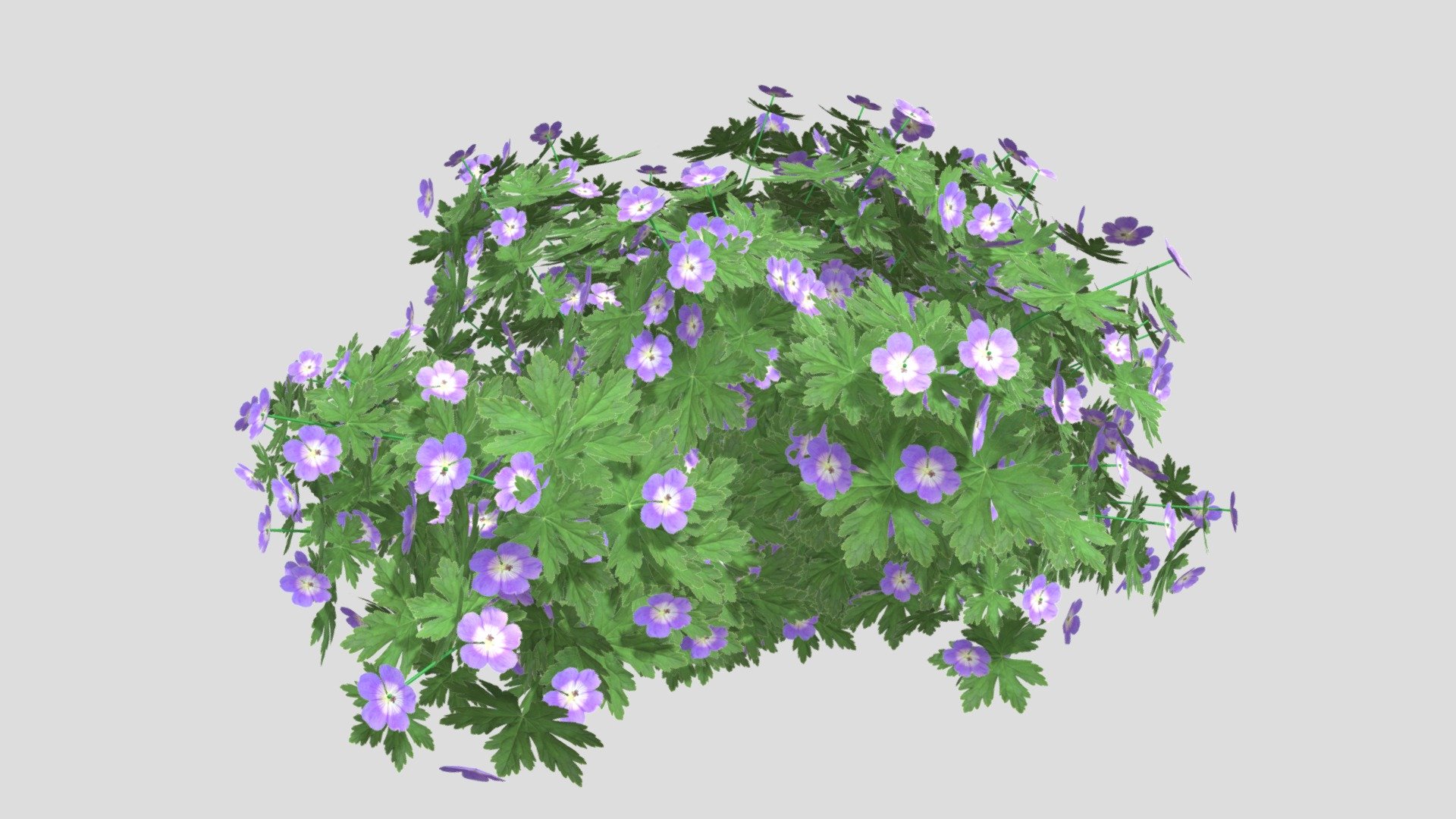 Latin name: Geranium




High quality textures used;

Can be used for designing gardens;

Made for realistic rendering;

Made with experiance in plants.
 - Geranium PINK - Buy Royalty Free 3D model by Nico van der Noll (@Nico.Van.Der.Noll) 3d model