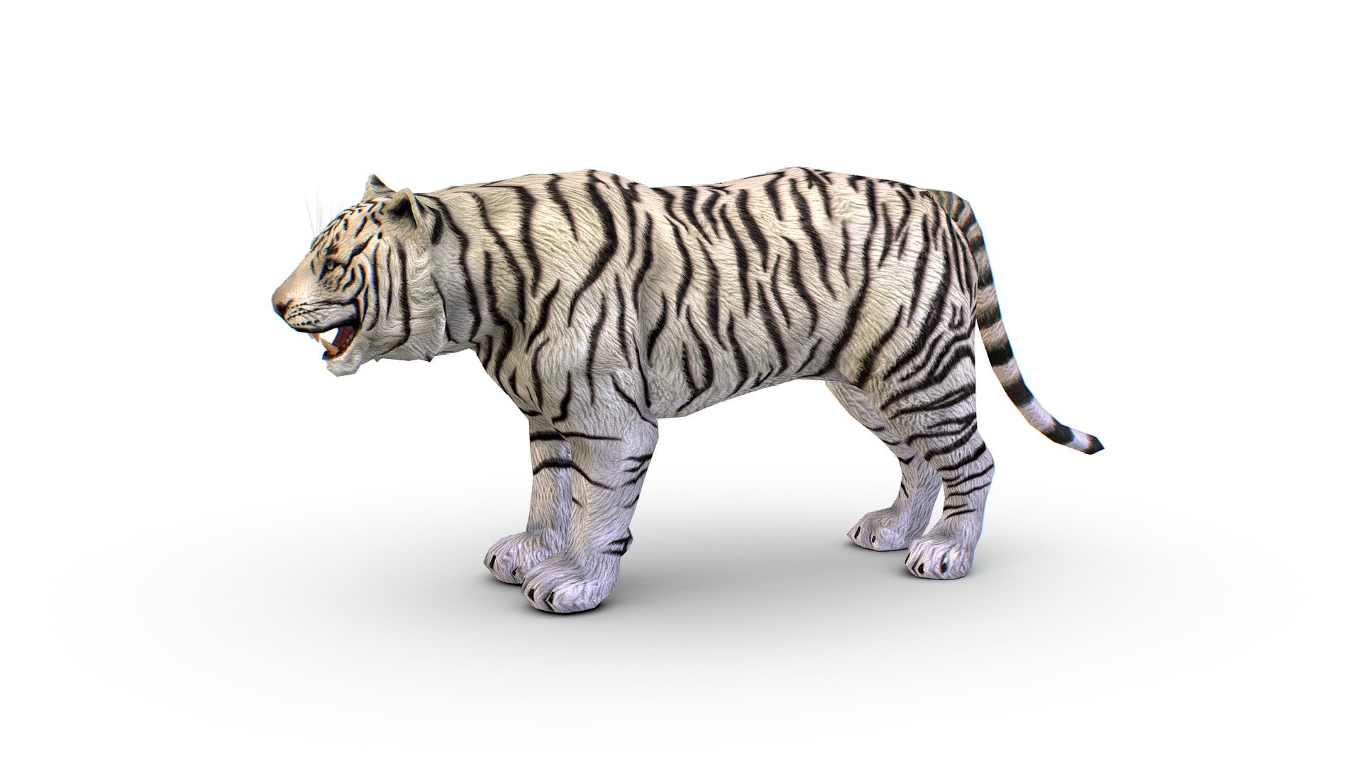 LowPoly Model A Realistic White Tiger, 1024x1024 texture size (nirmal,difuse,specular) - LowPoly Model A Realistic White Tiger - Buy Royalty Free 3D model by Oleg Shuldiakov (@olegshuldiakov) 3d model