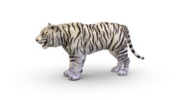 LowPoly Model A Realistic White Tiger cat, forest, tiger, white, indian, animals, hunter, wild, mammal, predator, feline, ears, claws, growl, stripes, lion, tail, bengal, game-ready, hide, game-asset, sabertooth, arctic, low-poly-model, albino, lowpolymodel, animals-creatures, paws, low-poly, gameart, low, gameasset, female, animal, male, textured, wolf, polygon, black, "gameready", "man-eating"