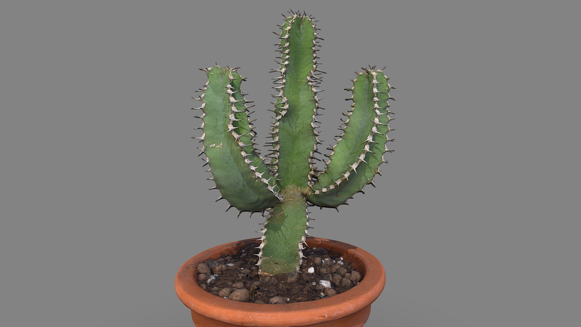 Euphorbia polyacantha

Model includes 8k diffuse map, 4k normal map, 4k ambient occlusion map

Processed with Metashape + Blender 3d model