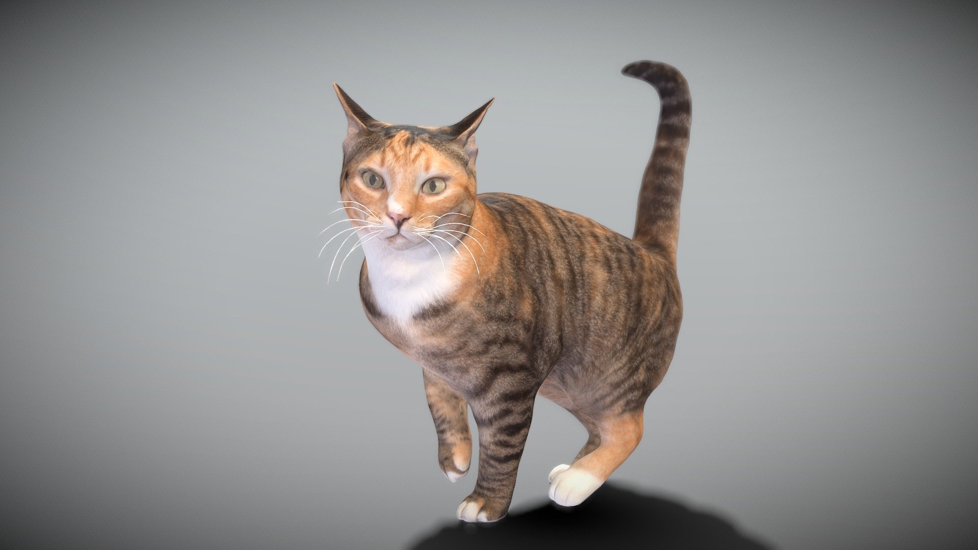 This is a true sized and highly detailed model of a cute charming calico cat. It will add life and coziness to any architectural visualisation of houses, playgrounds, parques, urban landscapes, etc.

The product is ready both for immediate use in architectural visualisations, or further render and detailed sculpting in Zbrush.

Technical specifications:




digital double 3d scan model

150k &amp; 30k triangles | double triangulated

high-poly model (.ztl tool with 4-5 subdivisions) clean and retopologized automatically via ZRemesher

sufficiently clean

PBR textures 8K resolution: Diffuse, Normal, Specular maps

non-overlapping UV map

no extra plugins are required for this model

Download package includes a Cinema 4D project file with Redshift shader, OBJ, FBX, STL files, which are applicable for 3ds Max, Maya, Unreal Engine, Unity, Blender, etc. All the textures you will find in the “Tex” folder, included into the main archive.

3D EVERYTHING

Stand with Ukraine! - Cat 25 - Buy Royalty Free 3D model by deep3dstudio 3d model