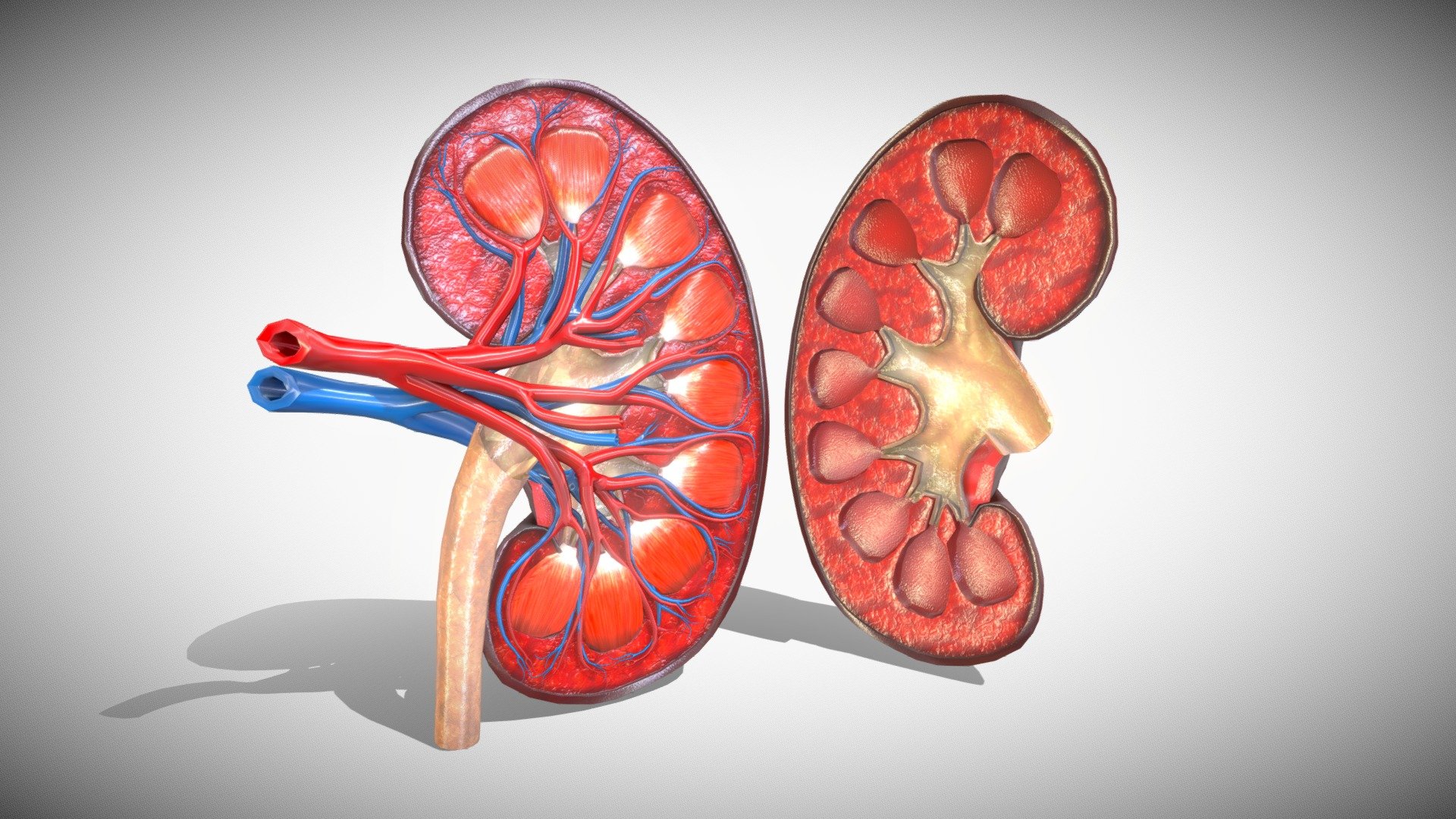 Kidney Anatomy 3D




No errors or missing files

High-quality polygonal model, correctly scaled for an accurate representation of the original object.

Models resolutions are optimized for polygon efficiency.

No N-GONS Faces

This model is created in polygon quad &amp; tri with good edge flow,

Model is fully textured with all materials applied.

No cleaning up necessary, just drop your models into the scene and start rendering.

PBR textures &amp; Specular Workflow are included.

All colors can be easily modified.

Objects are grouped and named

Hi-res Textures to 8k

Objects, materials, and textures are named.

No special plugin needed to open scene.

Poly Details:

Poly counts: 32 , 384 Vertices counts: 32 , 514

Dimensions:


Units: cm
Human Kidney ( 9x4x11 )

Textures Formats:

(8) Kidney_mtl*** 8192x8192 *** PNG - Kidney Anatomy 3D - Buy Royalty Free 3D model by 3D4SCI 3d model