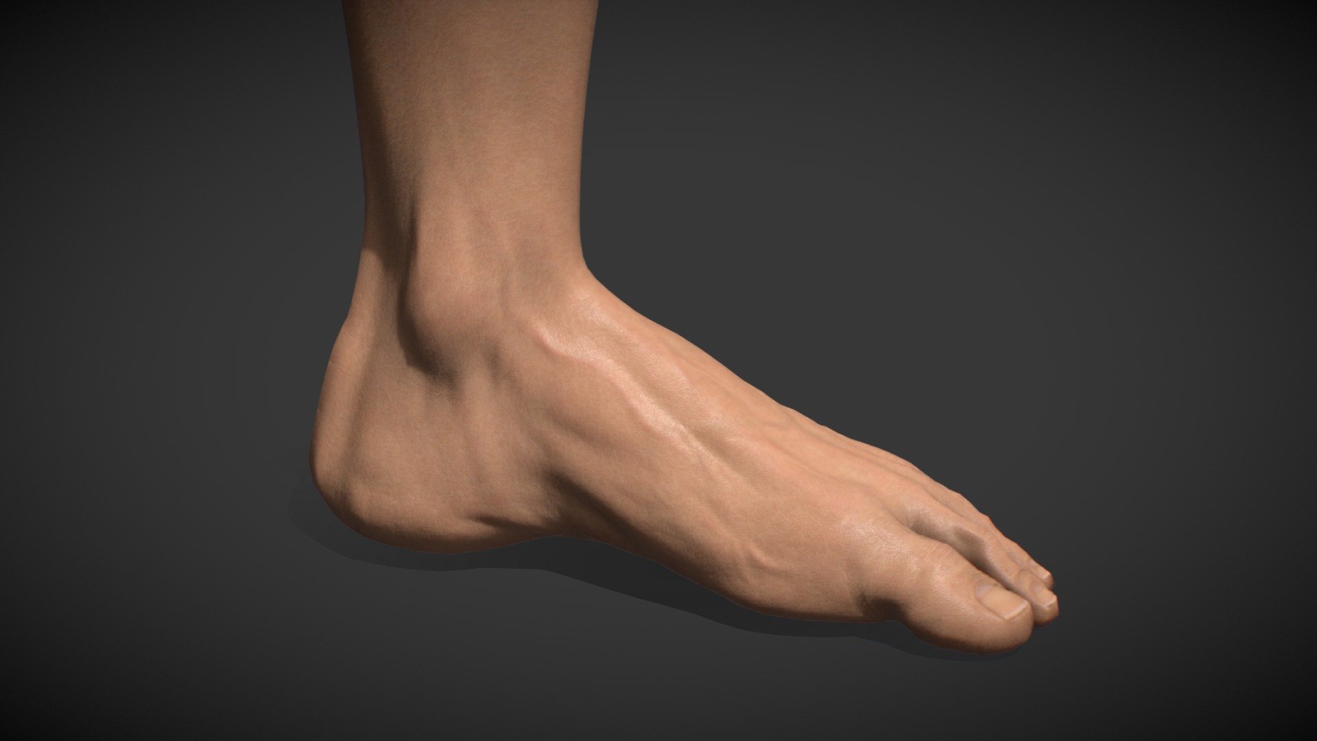 Foot study - Foot - Download Free 3D model by justsantiago 3d model