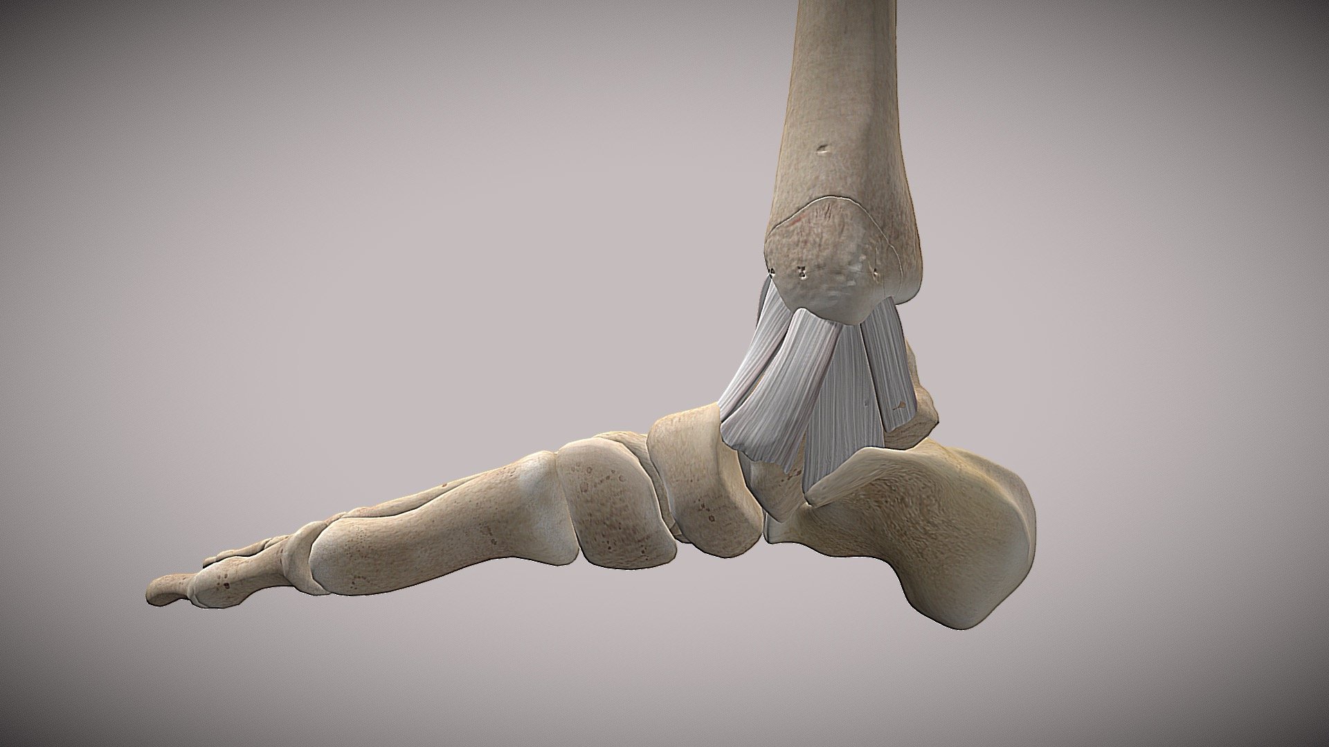 Ankle Anatomy SKETCHFAB - 3D model by as17345 3d model
