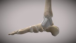 Ankle Anatomy SKETCHFAB 