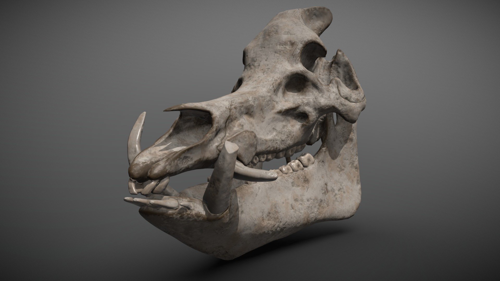 Old boar skull - 3D model by Michał Sałaj (@salatman) 3d model