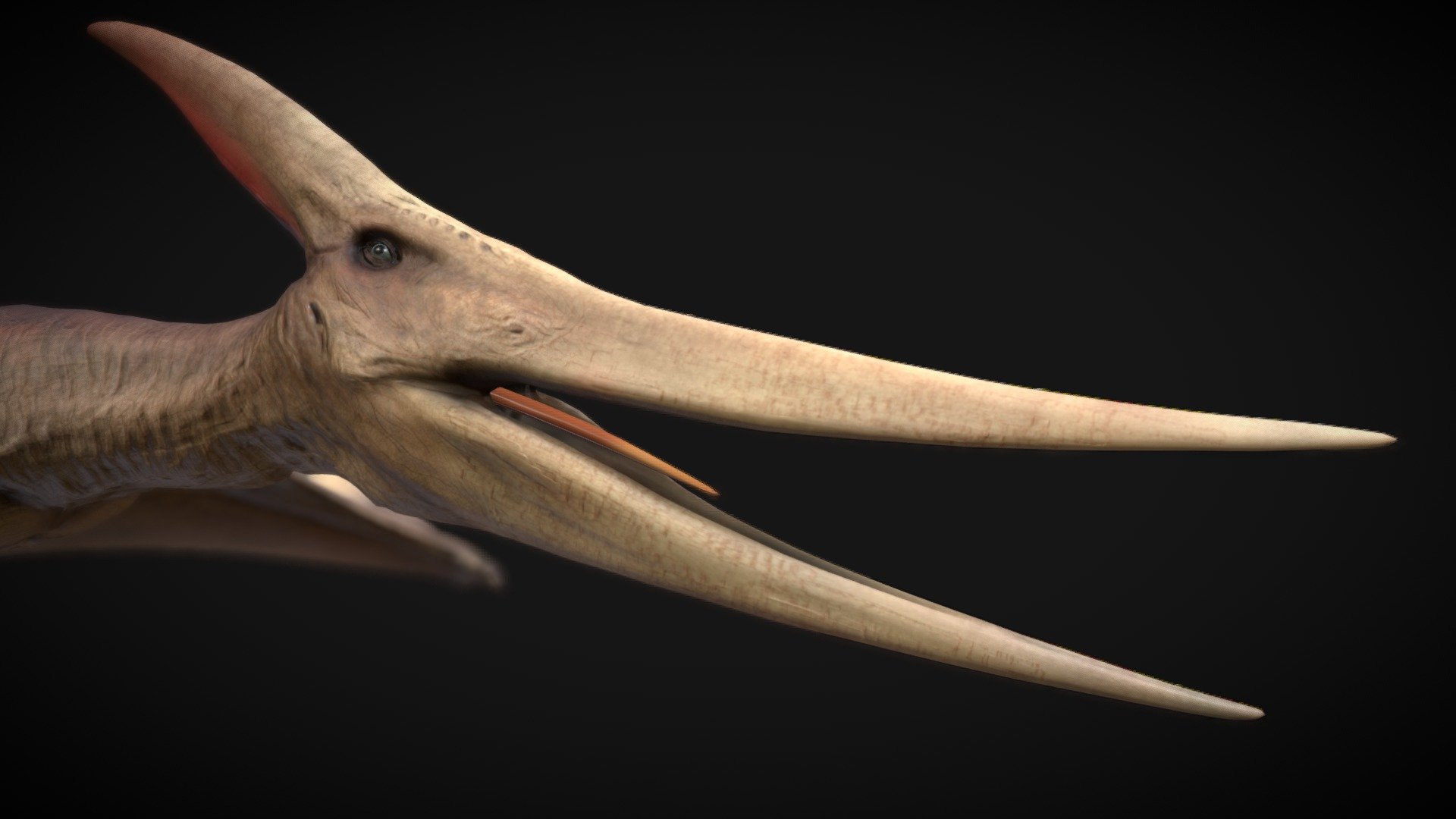 Pteranodon - Pteranodon - Buy Royalty Free 3D model by robertfabiani 3d model