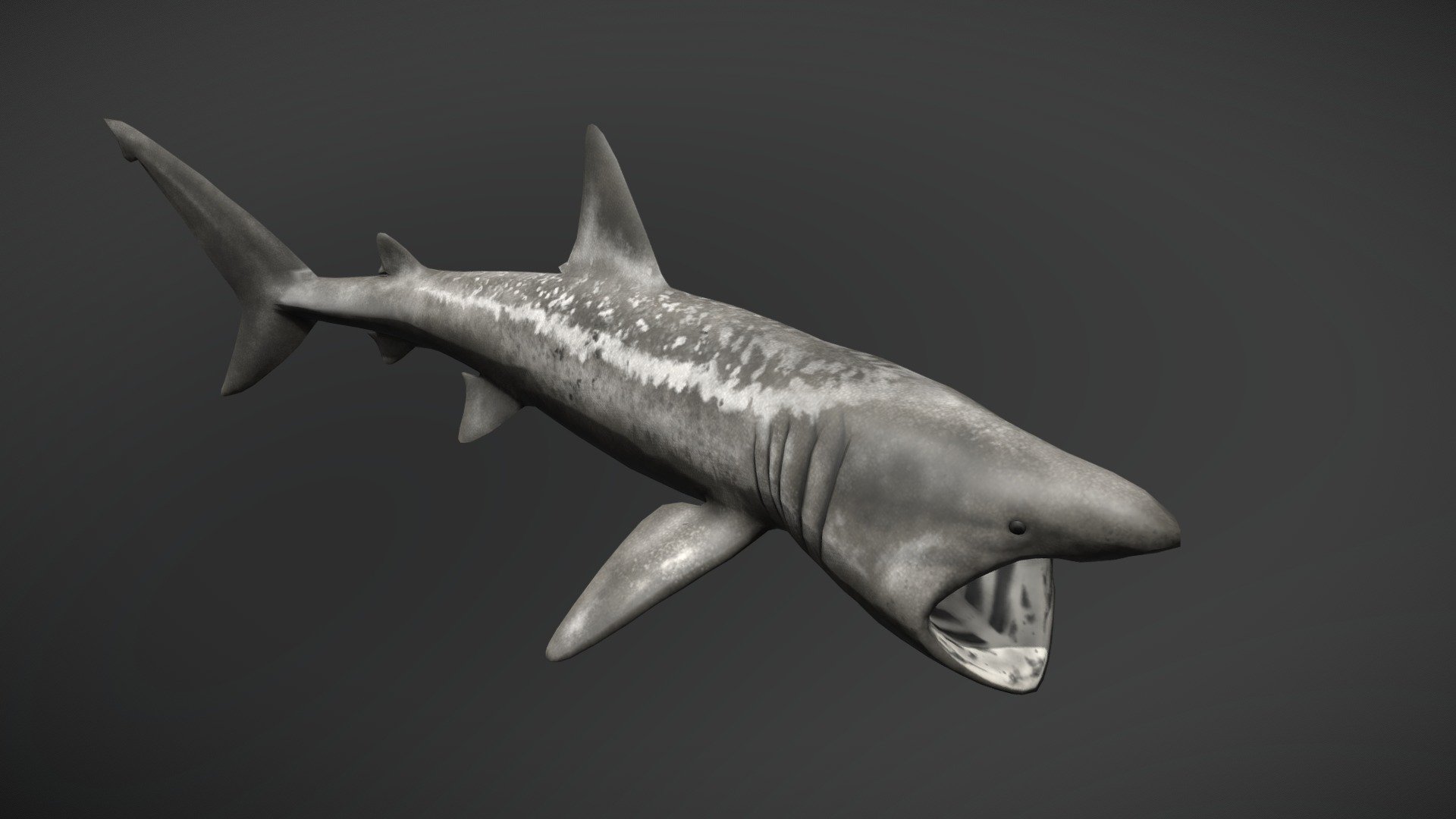 Low poly semi-realistic Basking shark - Basking Shark - 3D model by Oakyere 3d model