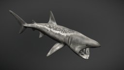 Basking Shark shark, fish, ocean, animal, sea, baskingshark