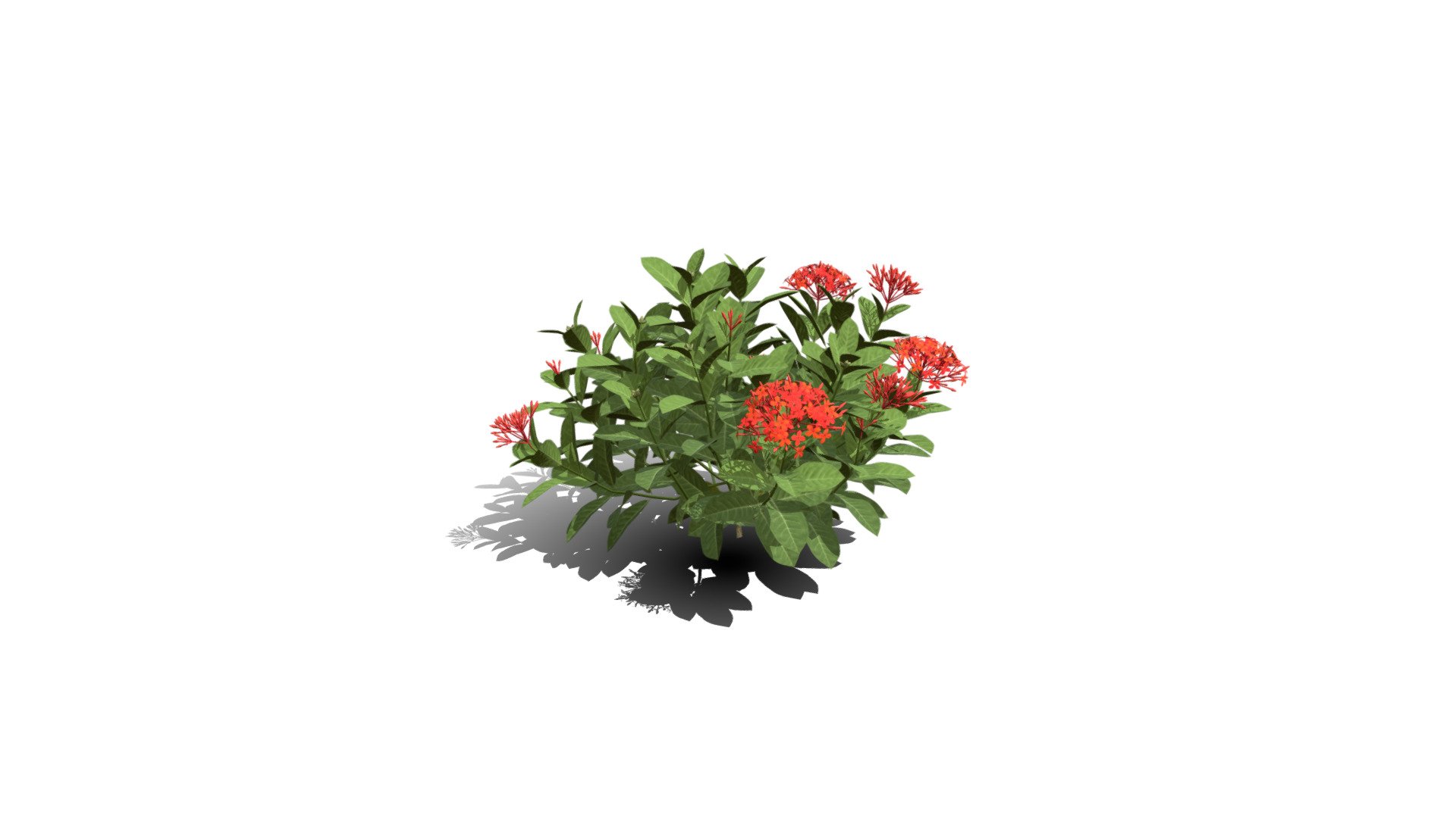 Model specs:





Species Latin name: Ixora chinensis red




Species Common name: Chinese jungle geranium




Preset name: Standard mat 0




Maturity stage: Infant




Health stage: Thriving




Season stage: Summer




Leaves count: 598




Height: 0.5 meters




LODs included: Yes




Mesh type: static




Vertex colors: (R) Material blending, (A) Ambient occlusion



Better used for Hi Poly workflows!

Species description:





Region: Asia




Biomes: Forest




Climatic Zones: Subtropical,Tropical




Plant type: Bush



This PlantCatalog mesh was exported at 40% of its maximum mesh resolution. With the full PlantCatalog, customize hundreds of procedural models + apply wind animations + convert to native shaders and a lot more: https://info.e-onsoftware.com/plantcatalog/ - Realistic HD Chinese jungle geranium (1/10) - Buy Royalty Free 3D model by PlantCatalog 3d model