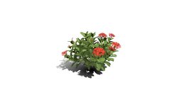 Realistic HD Chinese jungle geranium (1/10)