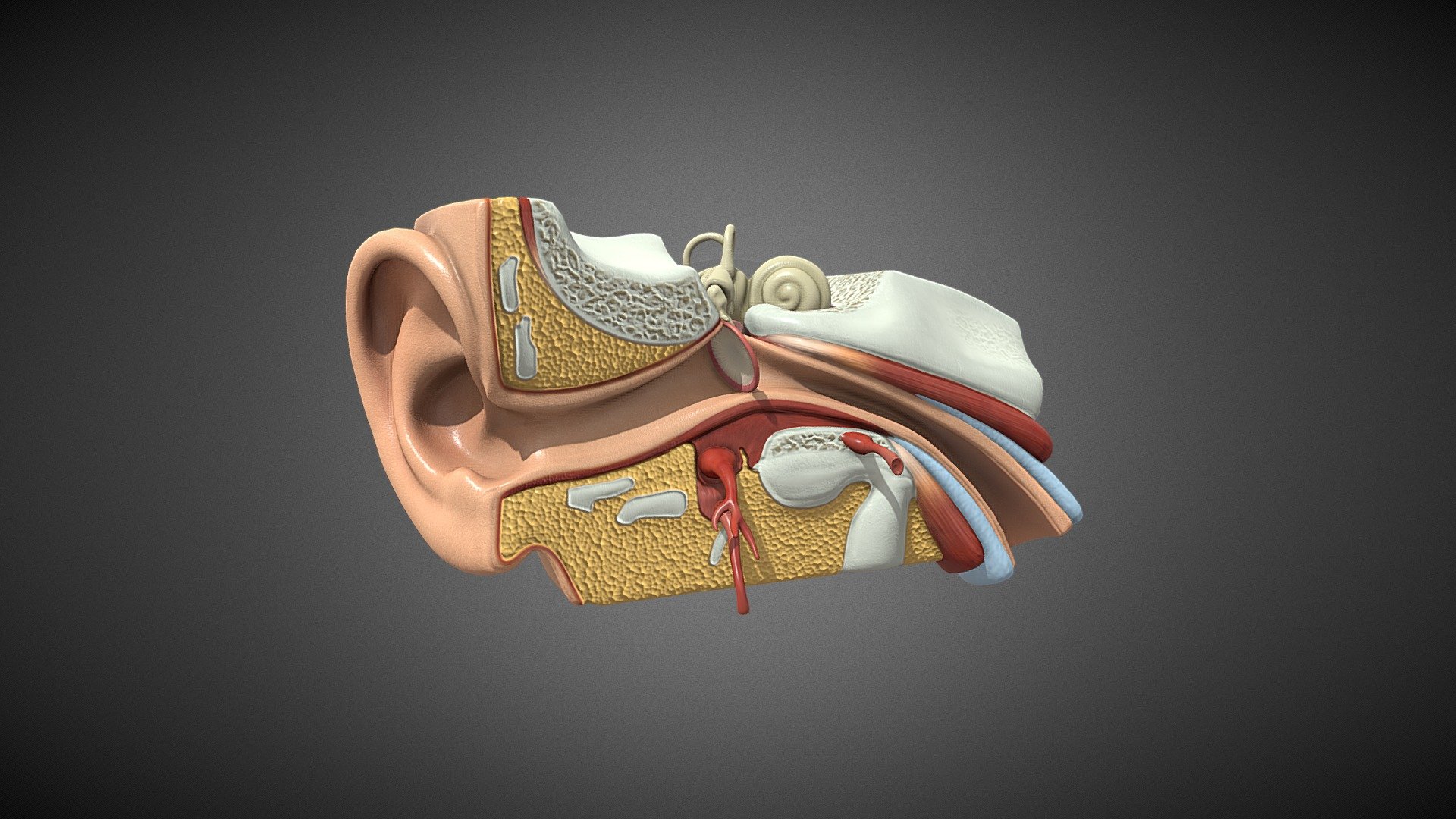 This model consists of Realistic looking Human Ear Anatomy with High quality textures. These models are optimized to be compatible with AR,VR, Games, and 3D animation purposes. 

For Unity3d (Built-in, URP, HDRP) Ready Assets visit our Unity Asset Store Page

Enjoy and please rate the asset!

Contact us on for AR/VR related queries and development support

Gmail - designer@devdensolutions.com

Website

Twitter

Instagram

Facebook

Linkedin

Youtube - Human Ear Anatomy - Buy Royalty Free 3D model by Devden 3d model