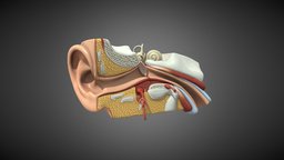 Human Ear Anatomy eye, anatomy, brain, helix, ear, realistic, nose, lowpolymodel, cochlea, vrready, pbr-texturing, spinalcord, ossicles, pbr-materials, human, gameready, innerear, auricle, outerear, middleear