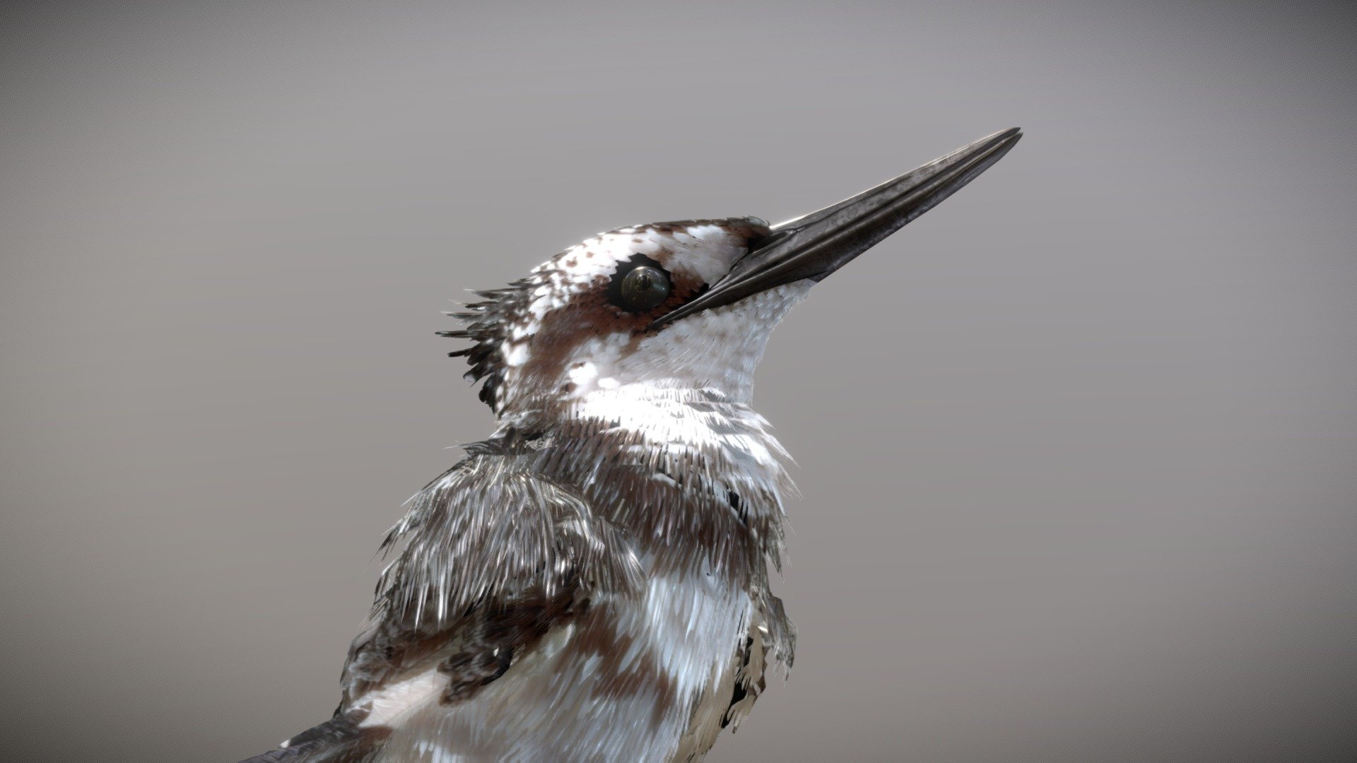Before purchasing this model, you can download Guppy and try to import it.
Because for different software, rigging and animation may have different problems.

Pied Kingfisher can share the motions with Common Kingfisher - Pied Kingfisher - Buy Royalty Free 3D model by NestaEric 3d model